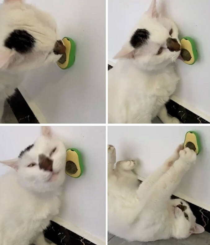 AvocadoCat - Brinquedo com Catnip para Gatos