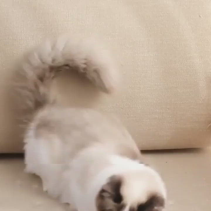 Rolo Removedor de Pelos - Pet Hair